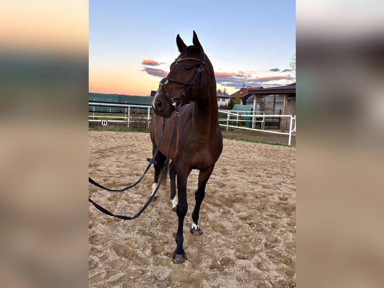 Polish sport horse Gelding 4 years 16.1 hh Bay-Dark in Czarny Dunajec