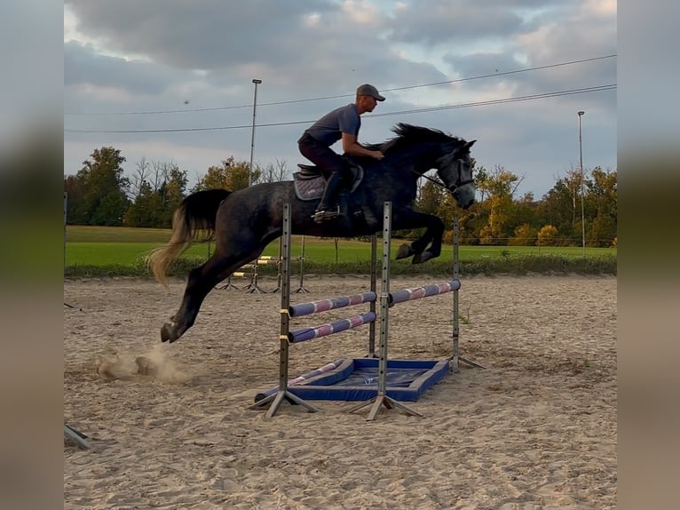 Polish sport horse Gelding 4 years 16.1 hh Grey-Dapple in Poznań