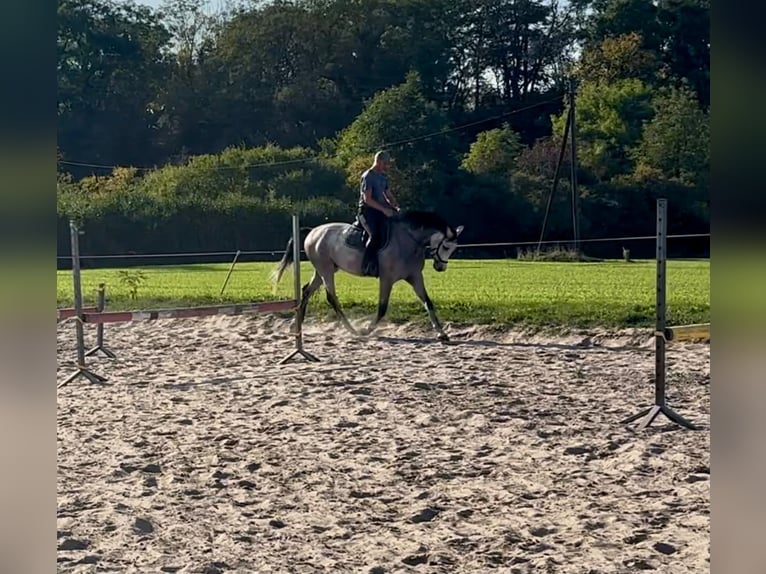Polish sport horse Gelding 4 years 16.1 hh Grey in Poznań