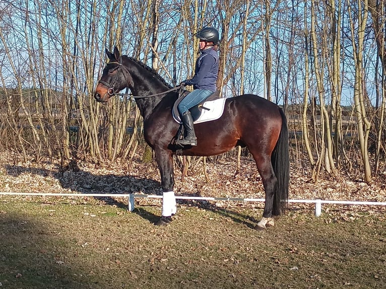 Polish sport horse Gelding 4 years 16.2 hh Bay in Zittau