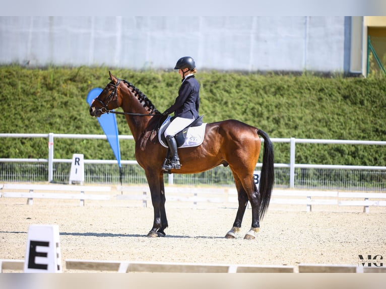 Polish sport horse Gelding 4 years 16.2 hh Bay in Zittau