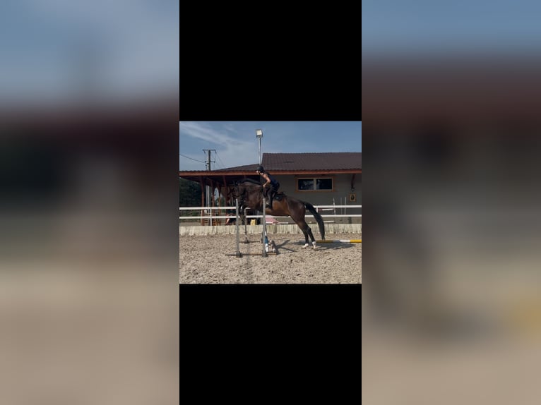 Polish sport horse Gelding 4 years 16.3 hh Bay-Dark in Racibórz