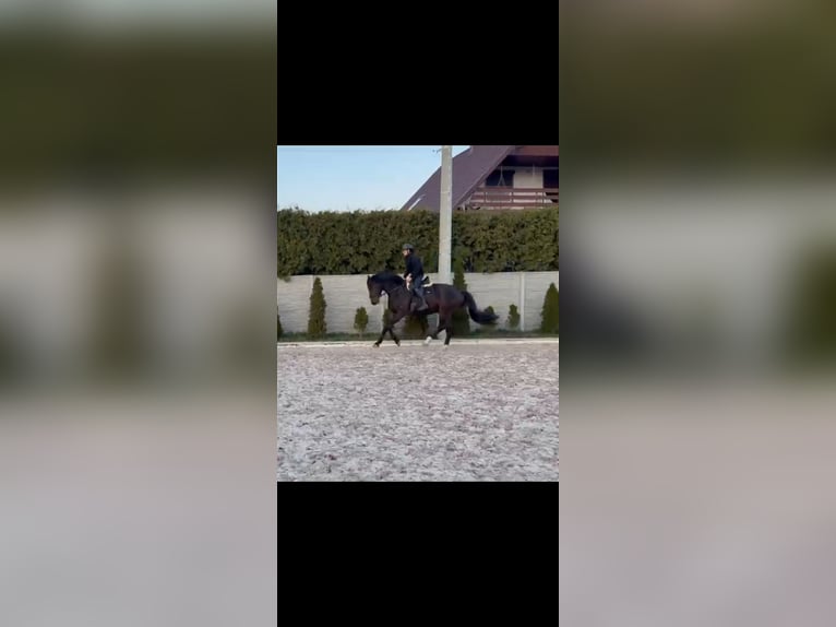 Polish sport horse Gelding 4 years 16.3 hh Bay-Dark in Racibórz