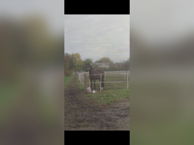 Polish sport horse Gelding 4 years 16.3 hh Bay-Dark in Racibórz