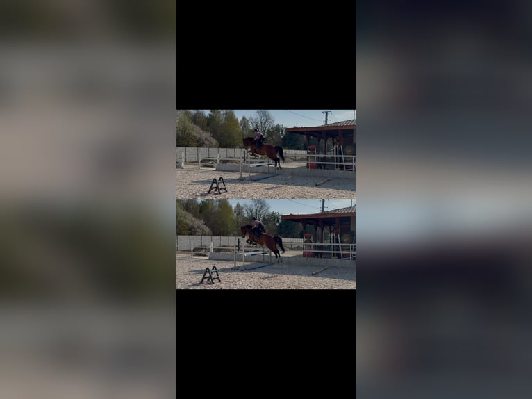 Polish sport horse Gelding 4 years 16.3 hh Bay-Dark in Racibórz