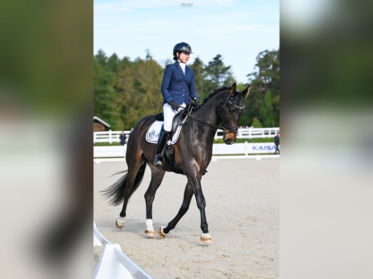 Polish sport horse Gelding 4 years 16.3 hh Brown in Barłomino