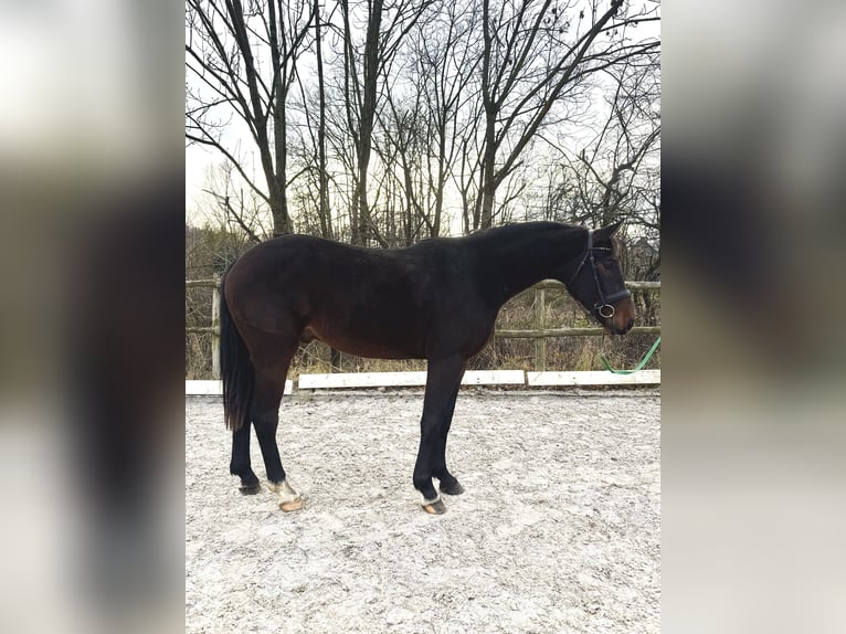 Polish sport horse Gelding 4 years 16,1 hh Bay-Dark in Wałbrzych