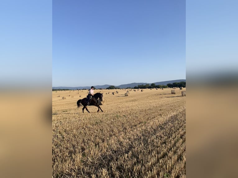 Polish sport horse Gelding 4 years 16,1 hh Bay in Kęty