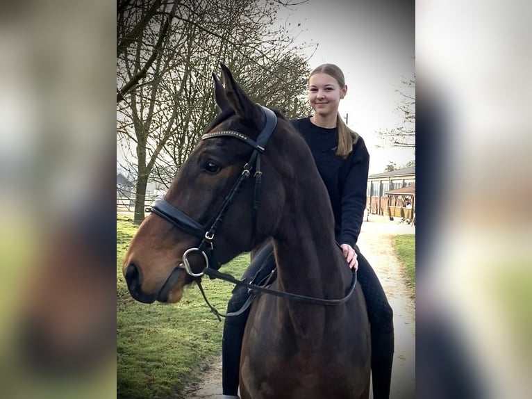 Polish sport horse Gelding 4 years 16,1 hh Brown in Münster