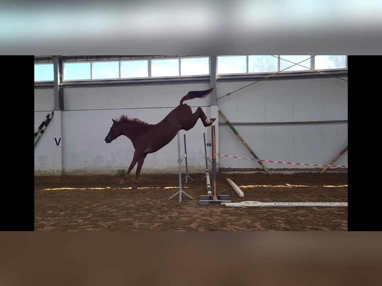 Polish sport horse Gelding 4 years 16,1 hh Chestnut-Red in Siedleczek
