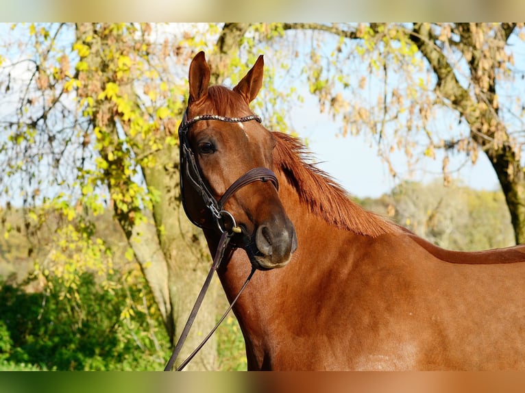 Polish sport horse Gelding 4 years 16,1 hh Chestnut-Red in Siedleczek