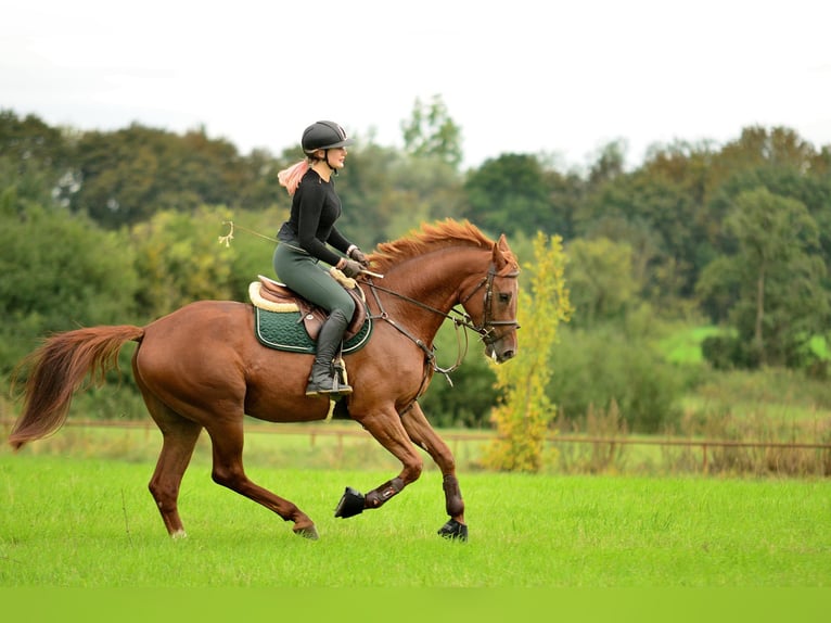 Polish sport horse Gelding 4 years 16,1 hh Chestnut-Red in Siedleczek