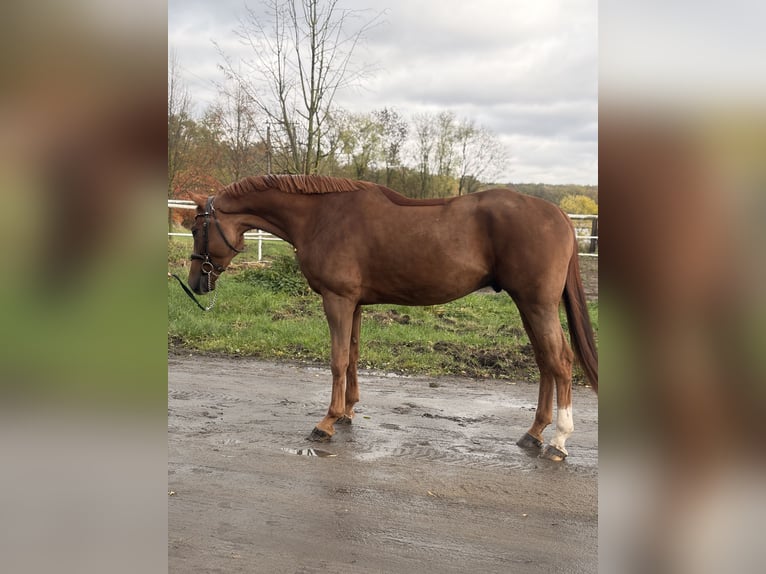Polish sport horse Gelding 4 years 16,1 hh Chestnut-Red in Siedleczek Polish sport horse Gelding 4 years 16,1 hh Chestnut-Red in Siedleczek