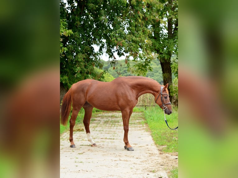 Polish sport horse Gelding 4 years 16,1 hh Chestnut-Red in Siedleczek