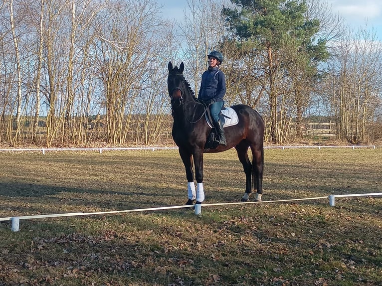 Polish sport horse Gelding 4 years 16,2 hh Bay-Dark in Leszno Dolne