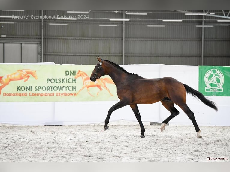 Polish sport horse Gelding 4 years 16,2 hh Bay-Dark in Leszno Dolne