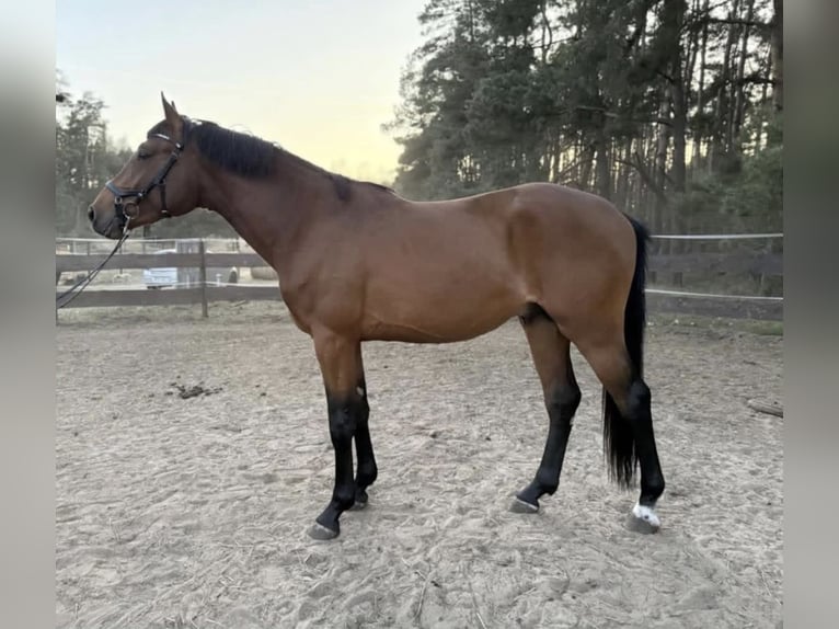 Polish sport horse Gelding 4 years 16,2 hh Brown in Podlaski
