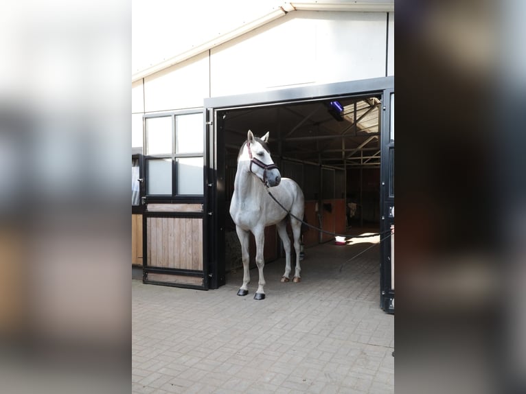 Polish sport horse Gelding 4 years 16,2 hh Grey in Starogard Gda&#x144;ski