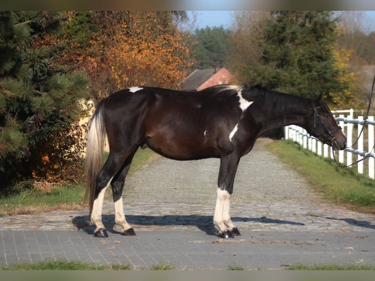 Polish sport horse Gelding 4 years 16,2 hh Pinto in Santok Polish sport horse Gelding 4 years 16,2 hh Pinto in Santok