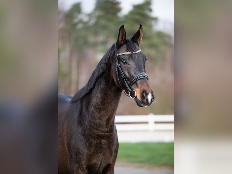 Polish sport horse Gelding 4 years 16,3 hh Brown in Barłomino