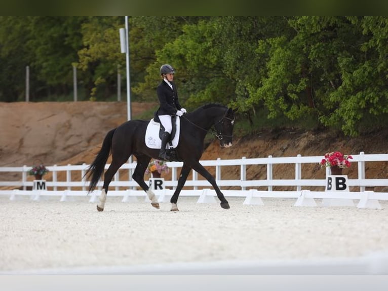 Polish sport horse Gelding 4 years 17 hh Black in Leszno Dolne