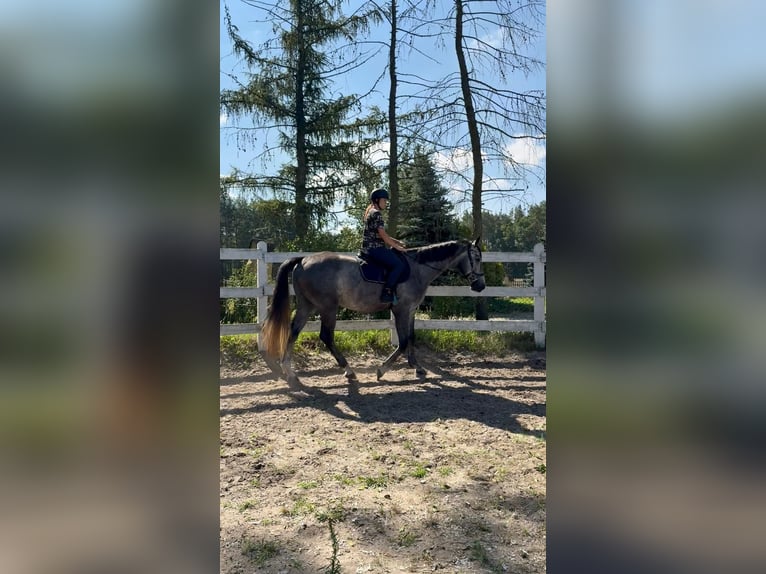Polish sport horse Gelding 4 years 17 hh Grey in Santok