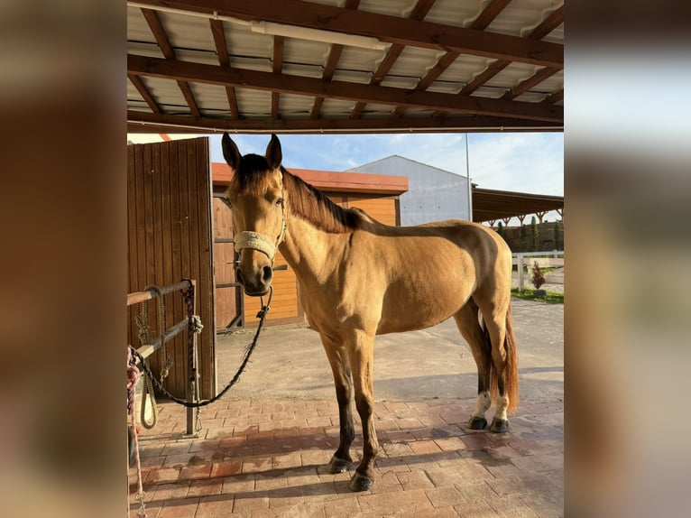 Polish sport horse Gelding 4 years 17,1 hh Buckskin in Wroc&#x142;aw