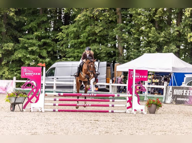 Polish sport horse Gelding 4 years Bay in Gdańsk