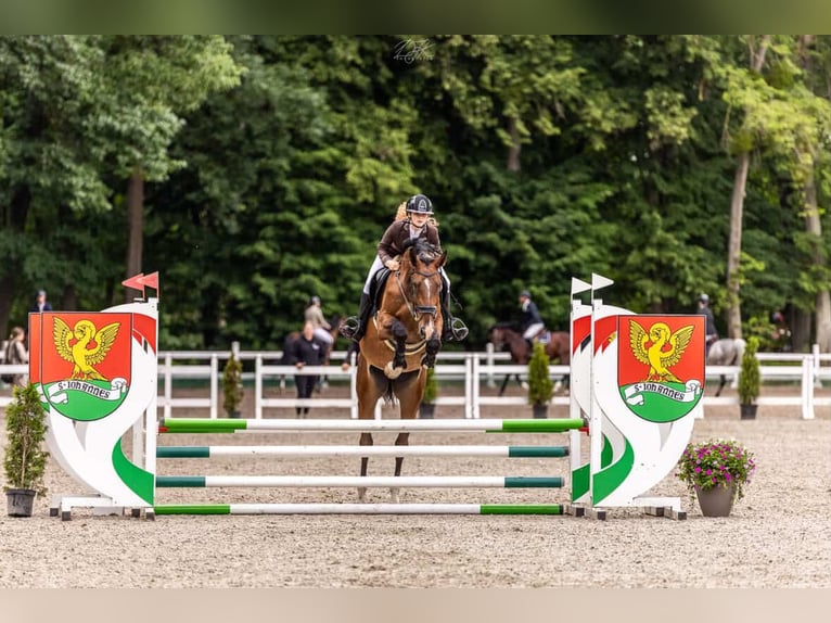 Polish sport horse Gelding 4 years Bay in Gdańsk