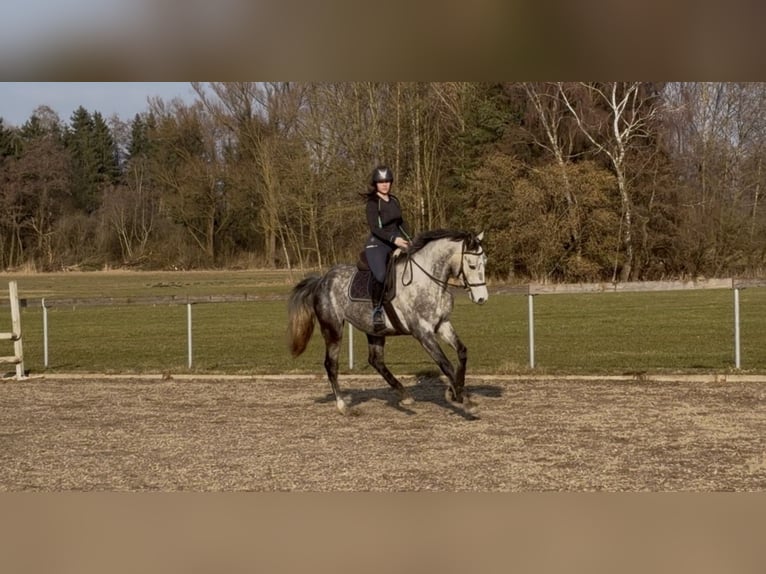 Polish sport horse Gelding 5 years 16.1 hh Grey-Dapple in Mühldorf am Inn