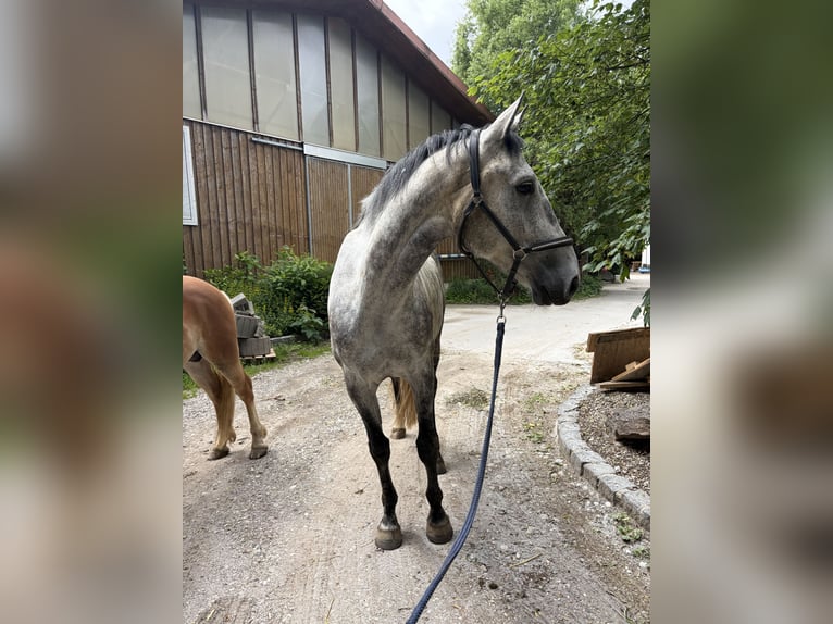 Polish sport horse Gelding 5 years 16.2 hh Grey-Dapple in Töging