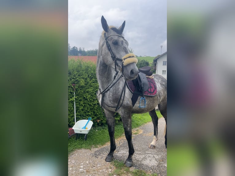 Polish sport horse Gelding 5 years 16.2 hh Grey-Dapple in Dorfen