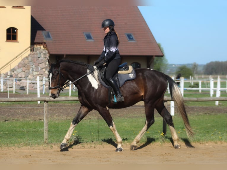 Polish sport horse Gelding 5 years 16.2 hh Pinto in Santok