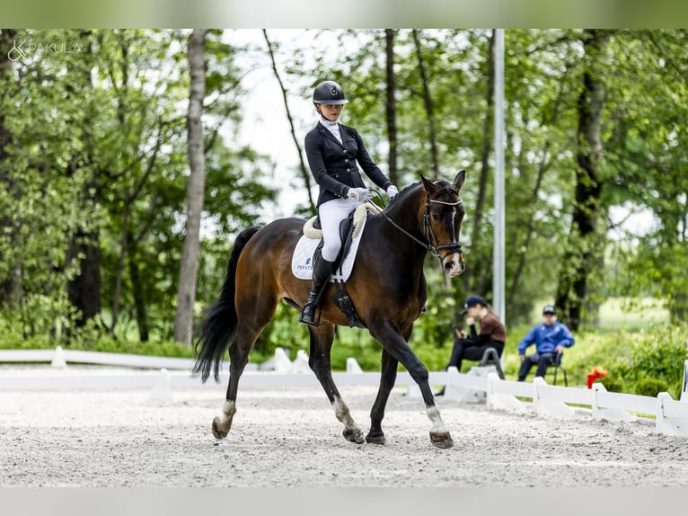 Polish sport horse Gelding 5 years 16.3 hh Bay-Dark in Kicin