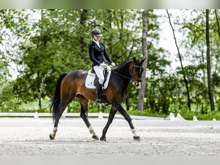 Polish sport horse Gelding 5 years 16.3 hh Bay-Dark in Kicin