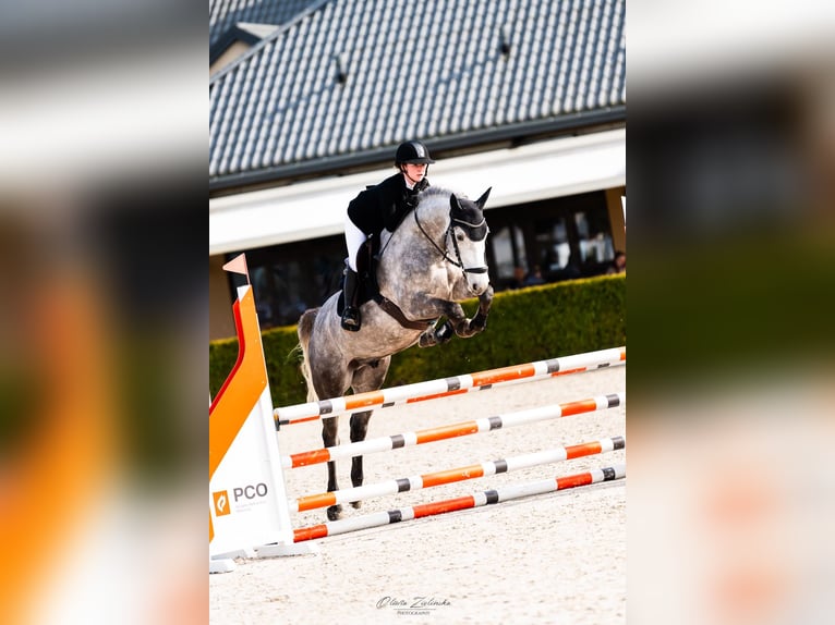 Polish sport horse Gelding 5 years 16 hh Grey in Secymin Polski