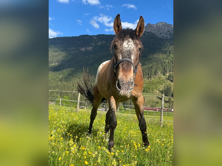 Polish sport horse Gelding 5 years 16 hh Leopard-Piebald in Häselgehr