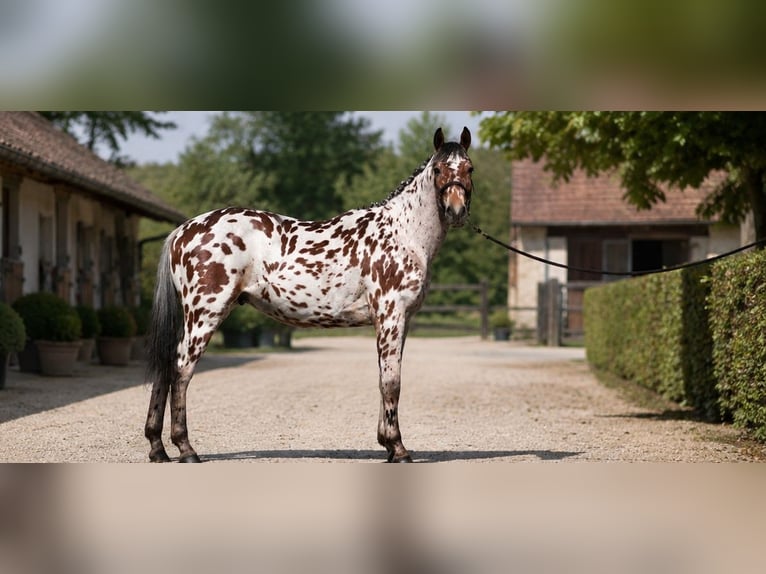 Polish sport horse Gelding 5 years 16 hh Leopard-Piebald in Vénéjan