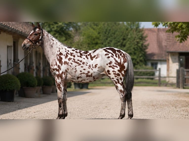Polish sport horse Gelding 5 years 16 hh Leopard-Piebald in Vénéjan