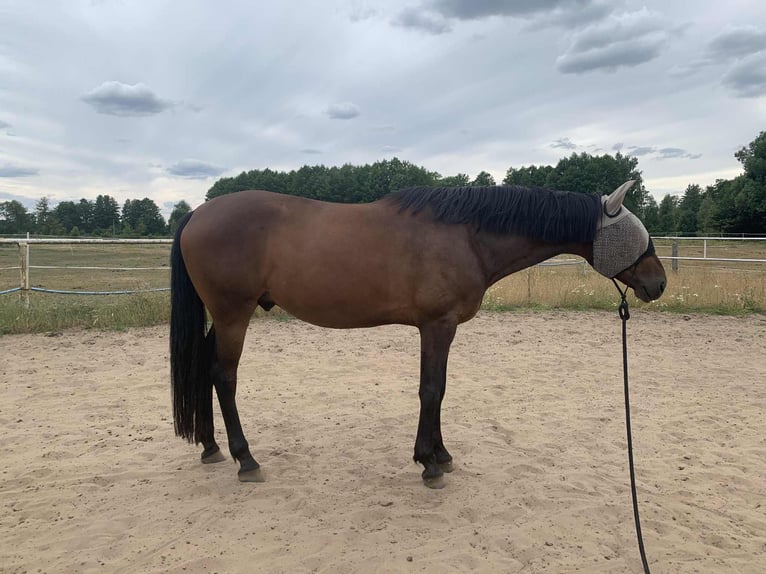 Polish sport horse Gelding 5 years 16,1 hh Bay-Dark in Skrzeszew