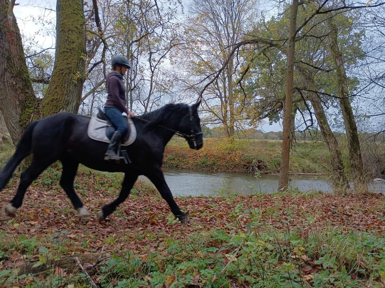 Polish sport horse Gelding 5 years 16,1 hh Black in LESZNO DOLNE