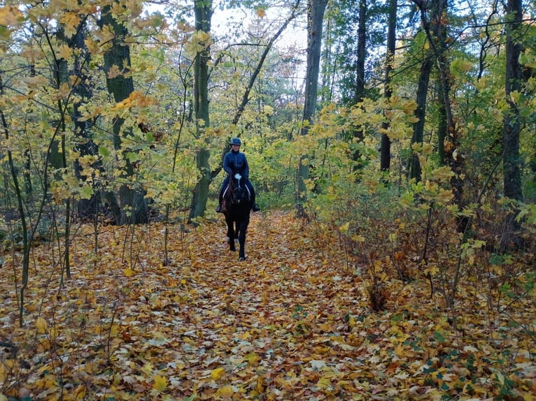 Polish sport horse Gelding 5 years 16,1 hh Black in LESZNO DOLNE