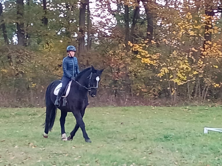 Polish sport horse Gelding 5 years 16,1 hh Black in LESZNO DOLNE