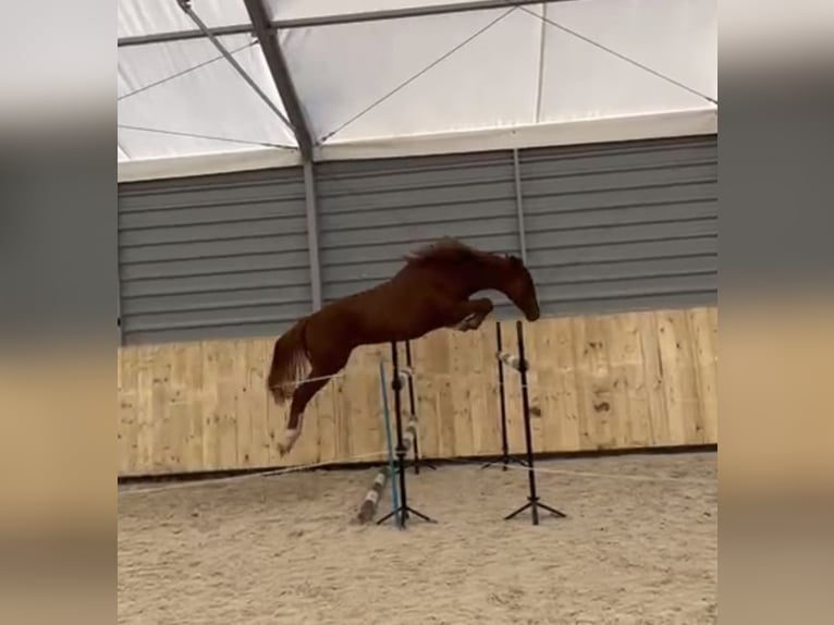 Polish sport horse Gelding 5 years 16,1 hh Chestnut-Red in Raciborowice Górne