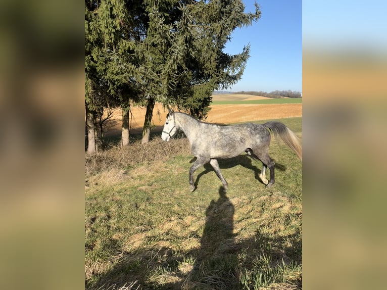 Polish sport horse Gelding 5 years 16,1 hh Grey-Dapple in Mühldorf am Inn
