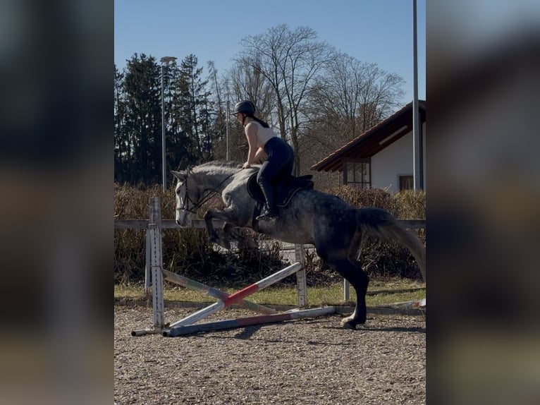 Polish sport horse Gelding 5 years 16,1 hh Grey-Dapple in Mühldorf am Inn