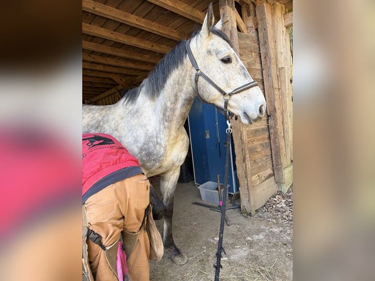 Polish sport horse Gelding 5 years 16,1 hh Grey-Dapple in Mühldorf am Inn