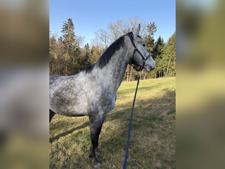 Polish sport horse Gelding 5 years 16,1 hh Grey-Dapple in Mühldorf am Inn