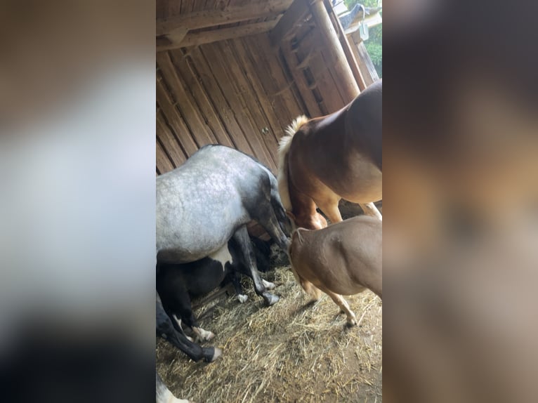 Polish sport horse Gelding 5 years 16,2 hh Grey-Dapple in Dorfen