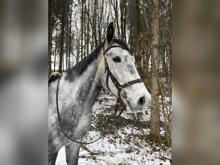 Polish sport horse Gelding 5 years 16,2 hh Grey-Dapple in Dorfen